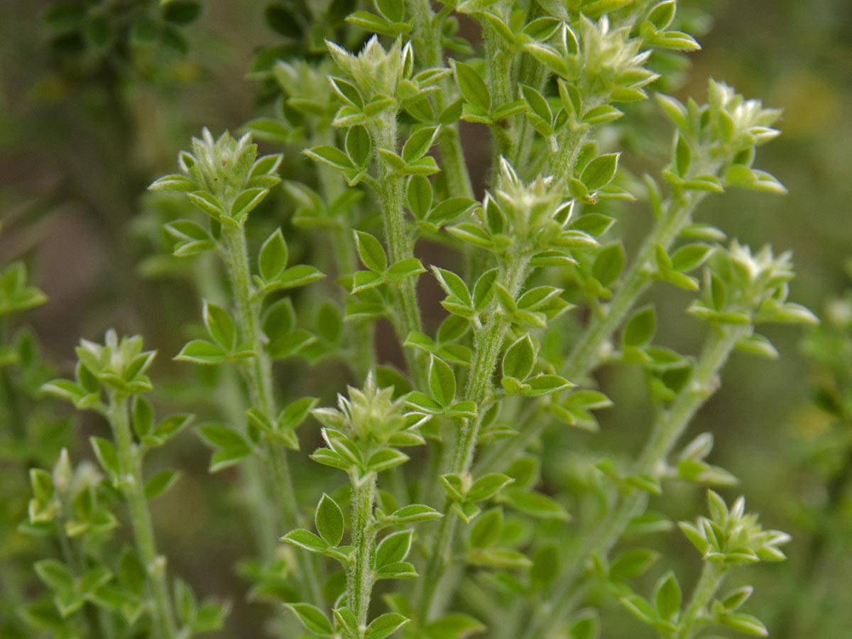 Teline canariensis